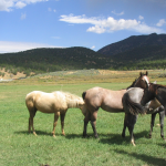 Horsesgallery_03